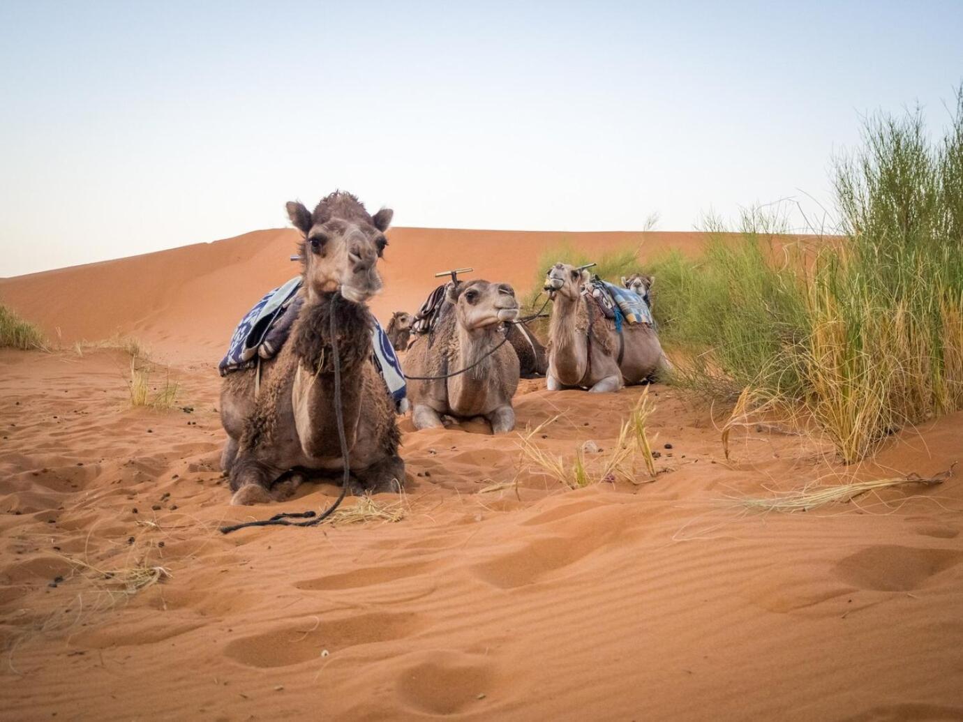 Aladdin Merzouga Camp Dış mekan fotoğraf